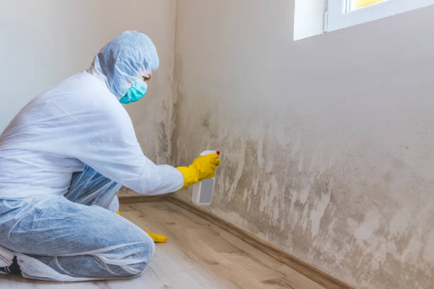 Licensed Mold Removal service in Machipongo, VA - WQB Mold Removal
